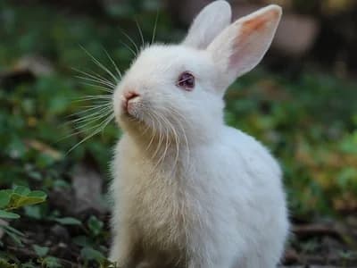 Lop-eared rabbit eating carrot